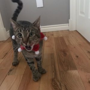 Meet your Posher, Hailey